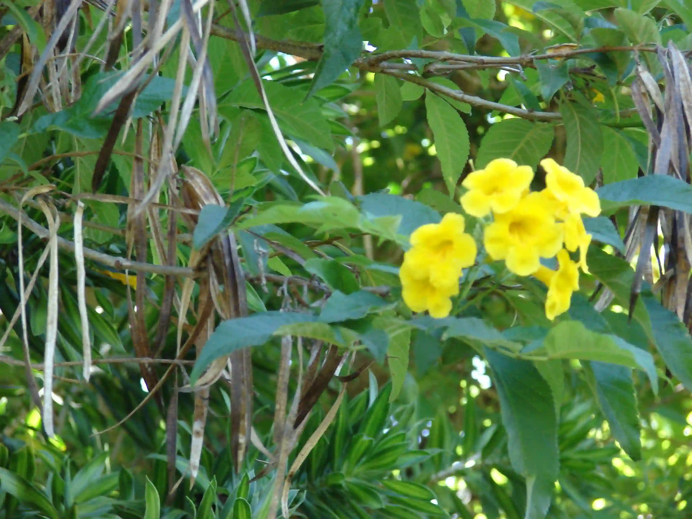 Trikoma Tree (ત્રિકોમા વૃક્ષ)